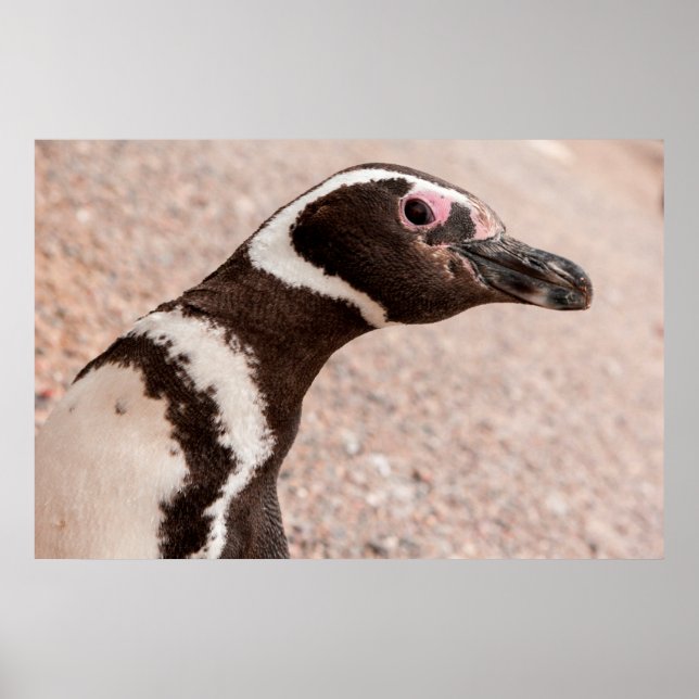 Póster Pingüino Magallánico, Patagonia, Argentina (Frente)