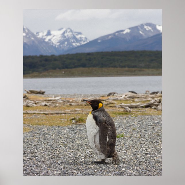 Póster Pingüino Rey, Isla Martillo, Tierra Del Fuego (Frente)