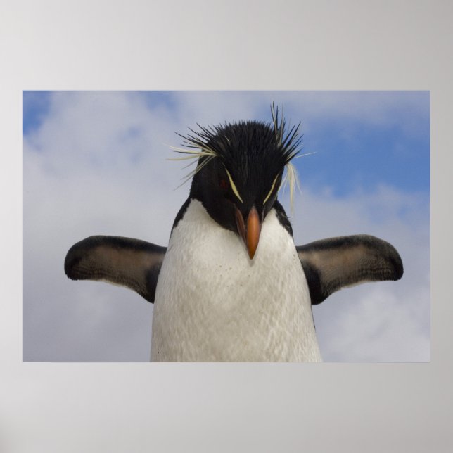 Póster Pingüino saltarrocas Eudyptes chrysocome (Frente)