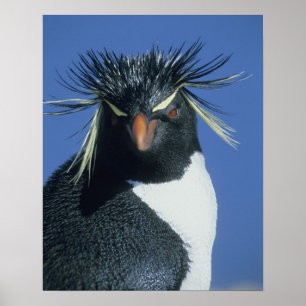Póster Pingüino saltarrocas (Eudyptes chrysocome)