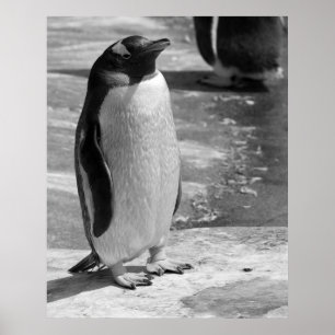 Póster "Pingüino solitario"