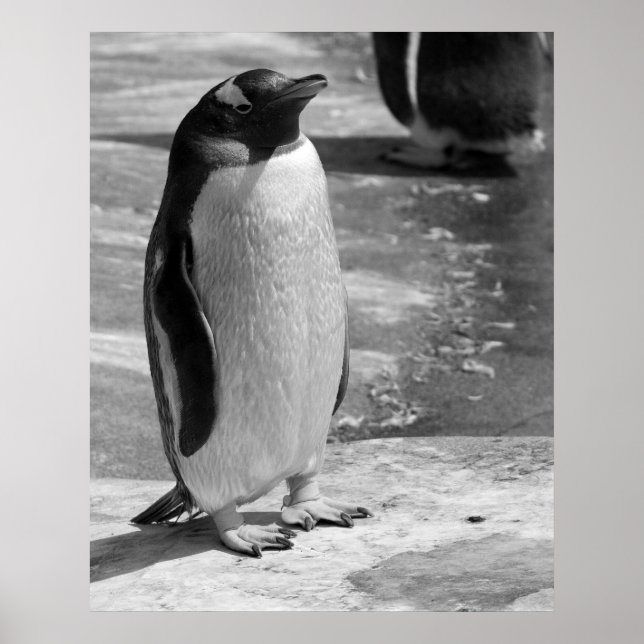Póster "Pingüino solitario" (Frente)