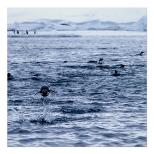 Póster Pingüino volador