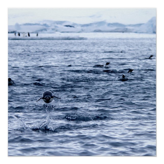 Póster Pingüino volador (Anverso)
