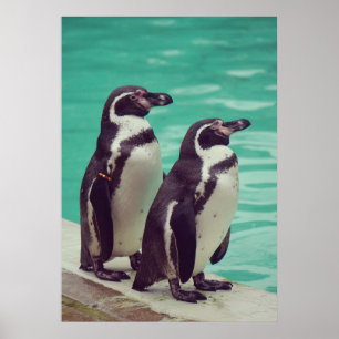 Póster Pingüinos