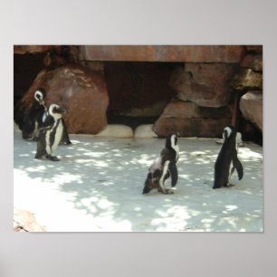 Póster Pingüinos