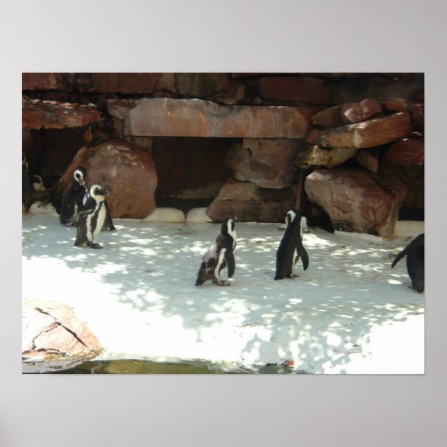 Póster Pingüinos (Frente)