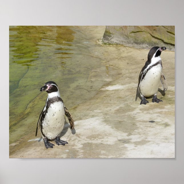 Póster Pingüinos (Frente)
