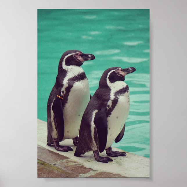 Póster Pingüinos (Frente)