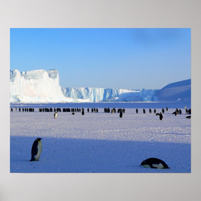 Póster Pingüinos (Frente)