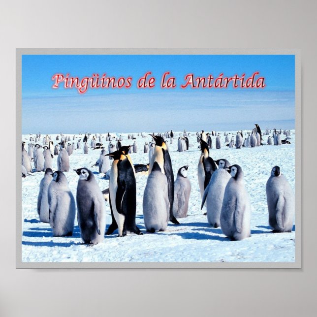Póster Pingüinos de la Antártida - (Frente)