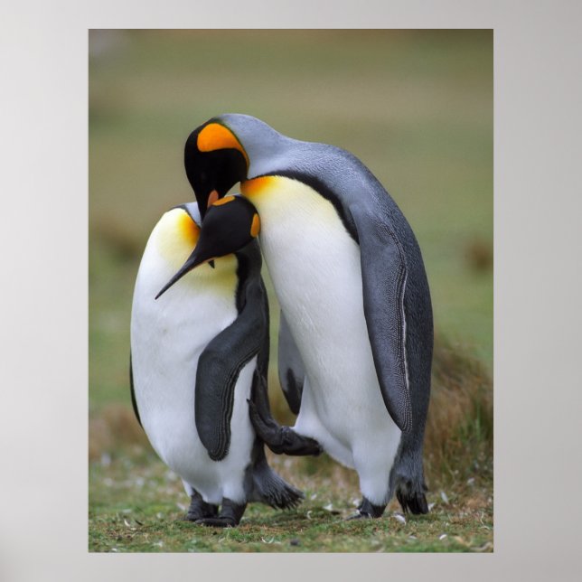 Póster Pingüinos divertidos (Frente)