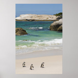 Póster Pingüinos en Boulders Beach, Simons Town, Sur 2