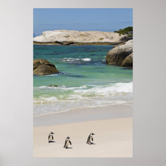 Póster Pingüinos en Boulders Beach, Simons Town, Sur 2 (Frente)