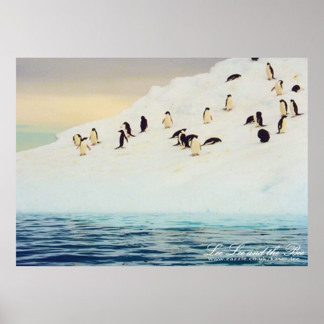Póster Pingüinos en hielo, imprimir (Frente)