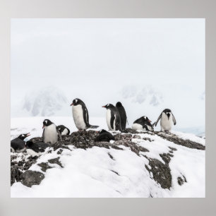 Póster Pingüinos Gentoo, Antártida, Estación Vernadsky.