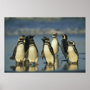 Póster Pingüinos magelánicos, Sfeniscus