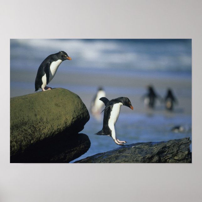 Póster Pingüinos saltarrocas, Eudyptes chrysocome), (Frente)