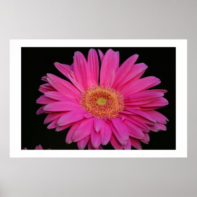 Póster Pink (Frente)