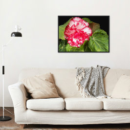 Póster Pink and White Begonia Floral Glossy