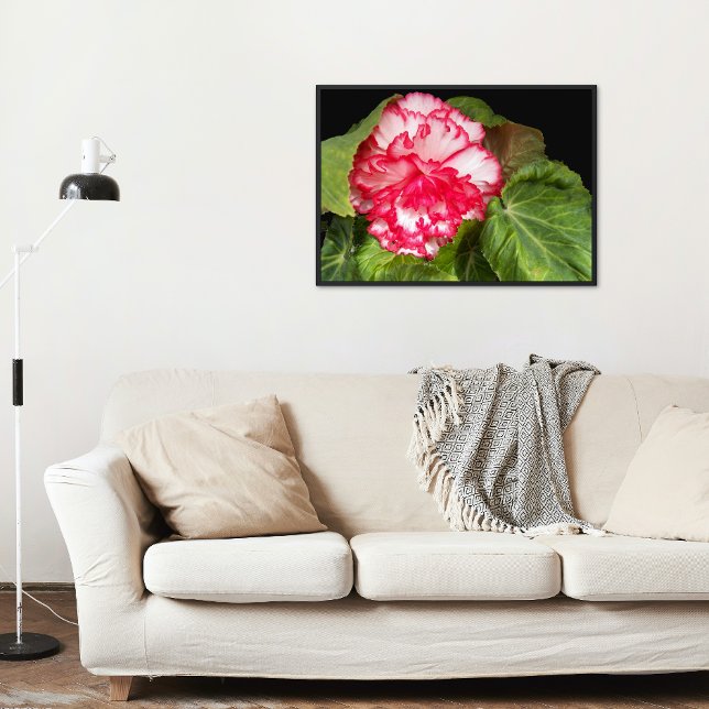 Póster Pink and White Begonia Floral Glossy (In Situ)