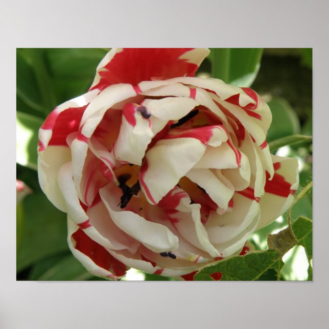 Póster Pink and White Tulip Print (Frente)