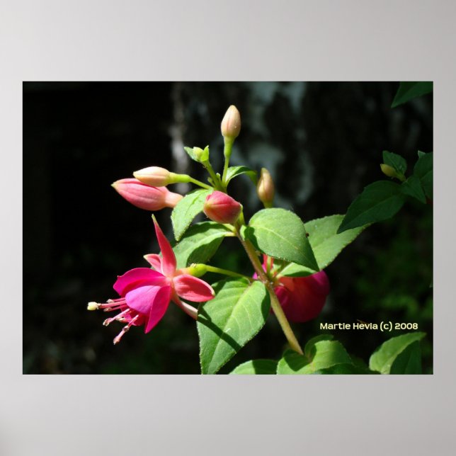 Póster Pink Bells (Frente)