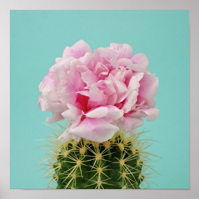 Póster Pink Bloom Atop Spiky Cactus (Frente)