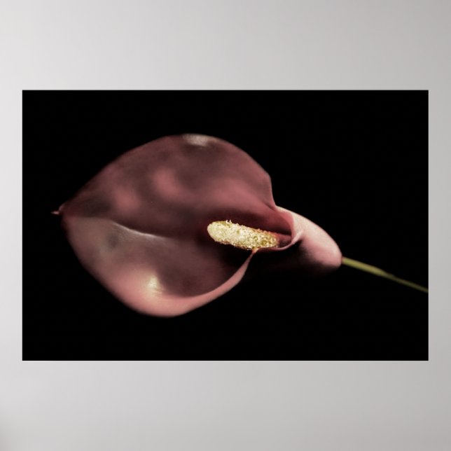 Póster Pink Calla (Frente)