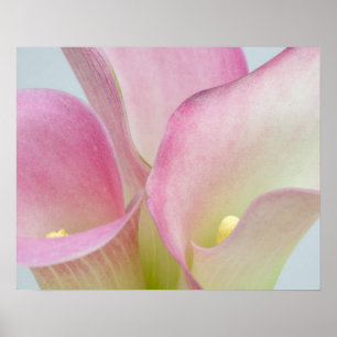 Póster Pink Calla Lilies