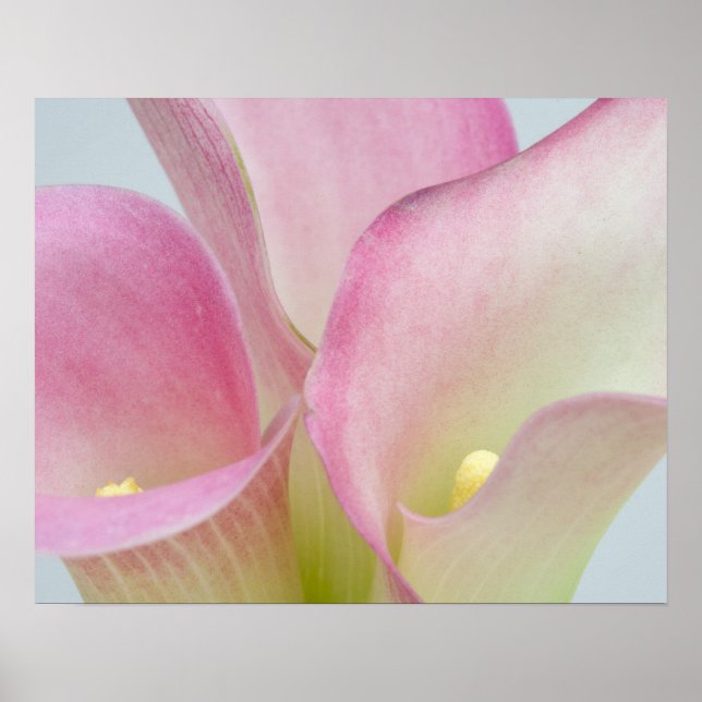 Póster Pink Calla Lilies (Frente)