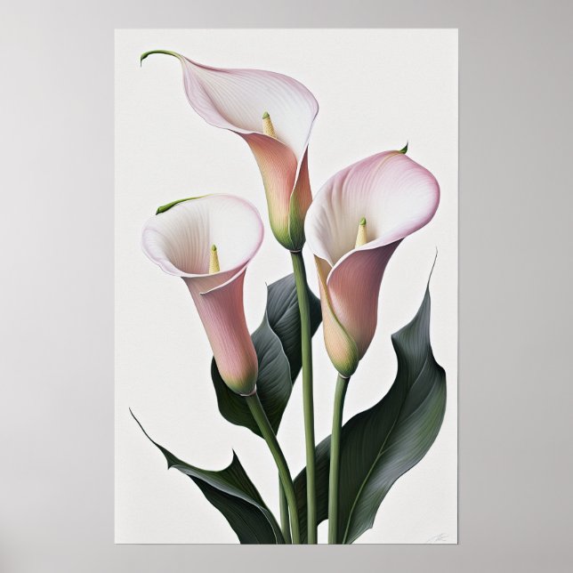 Póster Pink Calla Lilies Lily Flor Art Print Poster (Frente)