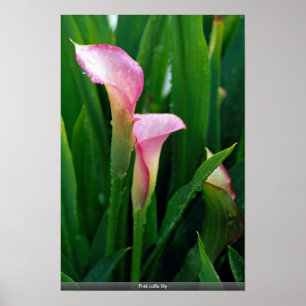 Póster Pink calla lily