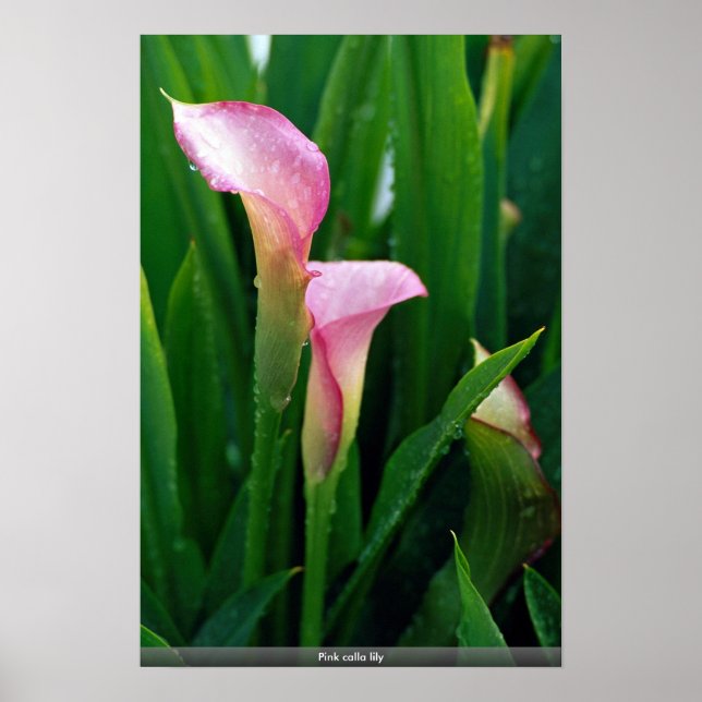Póster Pink calla lily (Frente)