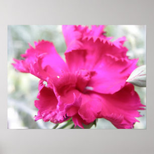 Póster Pink Carnation Print