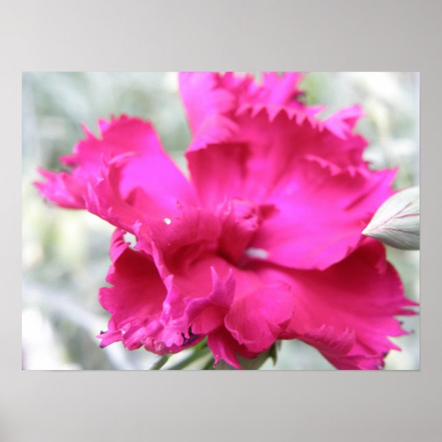 Póster Pink Carnation Print (Frente)