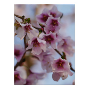 Poster Pink Cherry Blossom