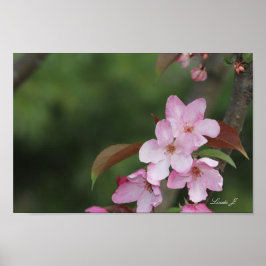 Póster Pink Crab Apple Blossoms Canvas or Poster