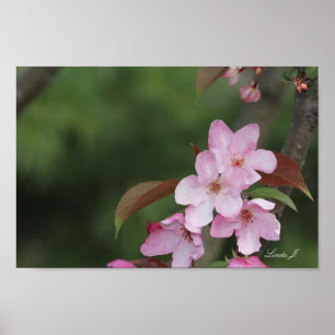 Póster Pink Crab Apple Blossoms Canvas or Poster