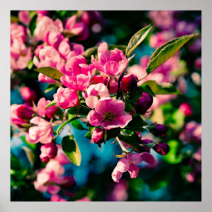 Póster Pink Crab Apple Flowers