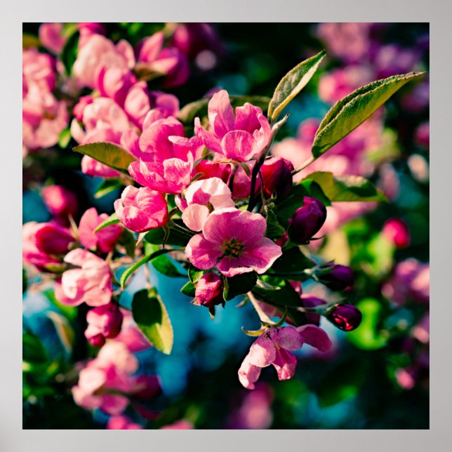 Póster Pink Crab Apple Flowers (Frente)