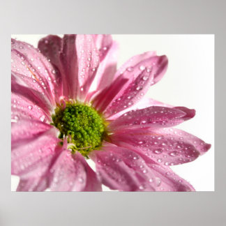 Póster Pink Daisy