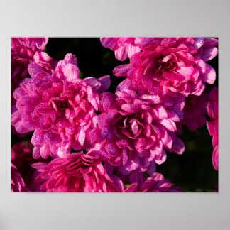 Póster Pink Fall Mums