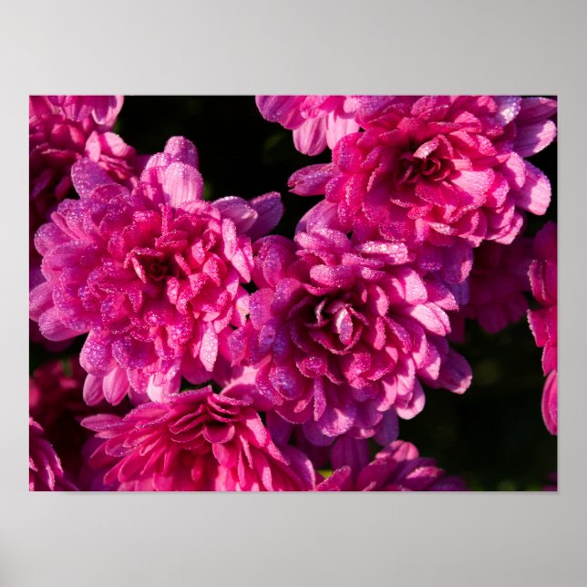 Póster Pink Fall Mums (Frente)