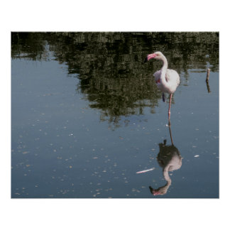 Póster pink flamingo in the water