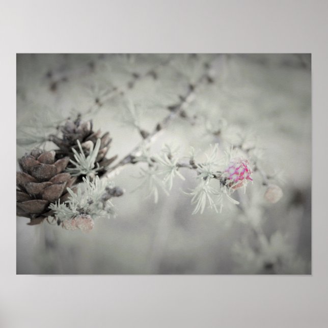 Póster Pink flower at Larch Black and White (Frente)