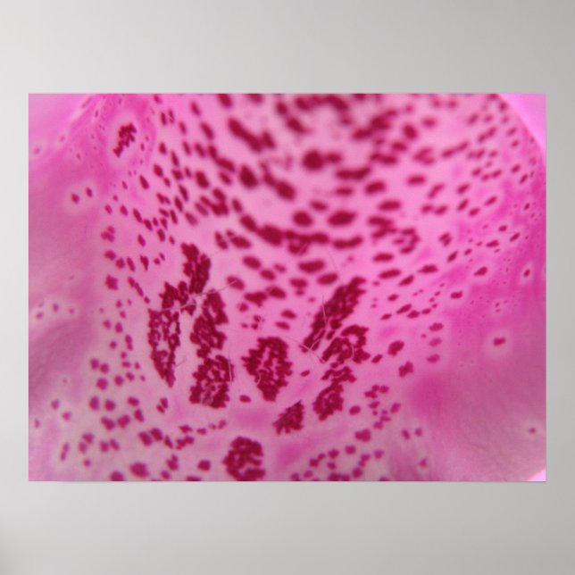 Póster Pink Foxglove Petal Print (Frente)