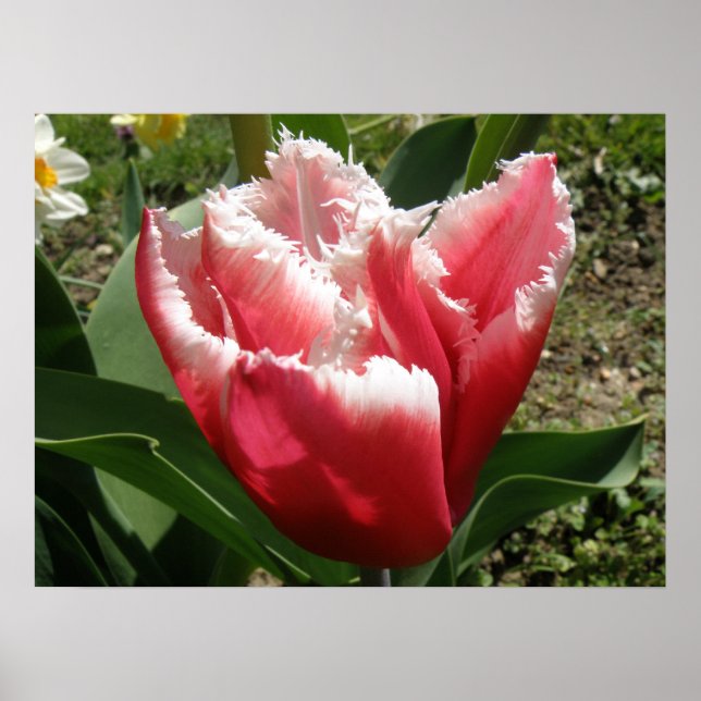 Póster Pink Fringed Tulip Print (Frente)