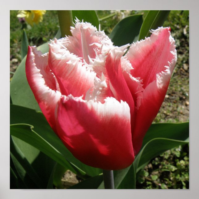 Póster Pink Fringed Tulip Print (Frente)