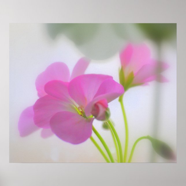 Póster Pink Geraniums (Frente)